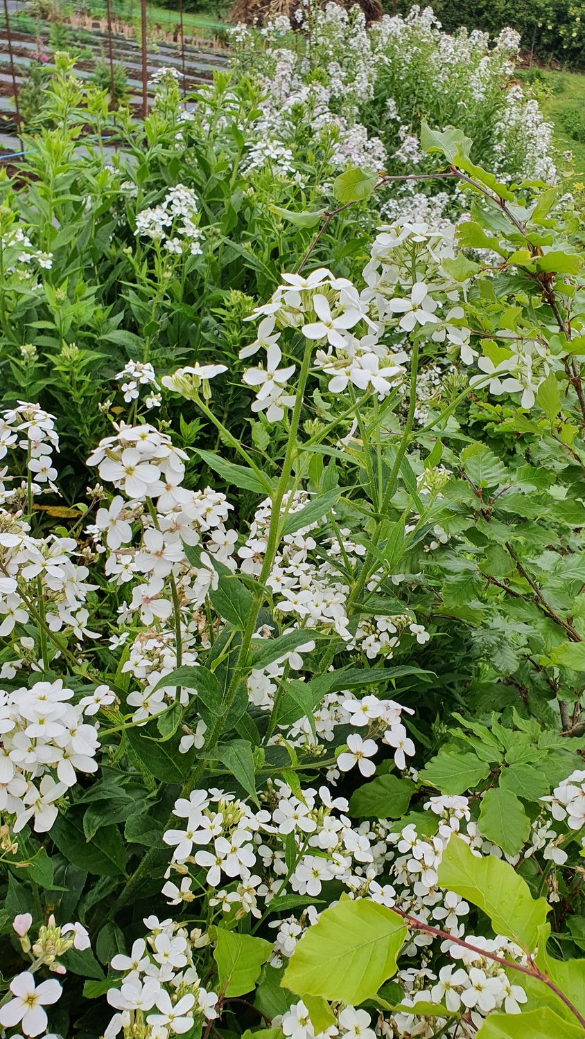 Hesperis matronalis white