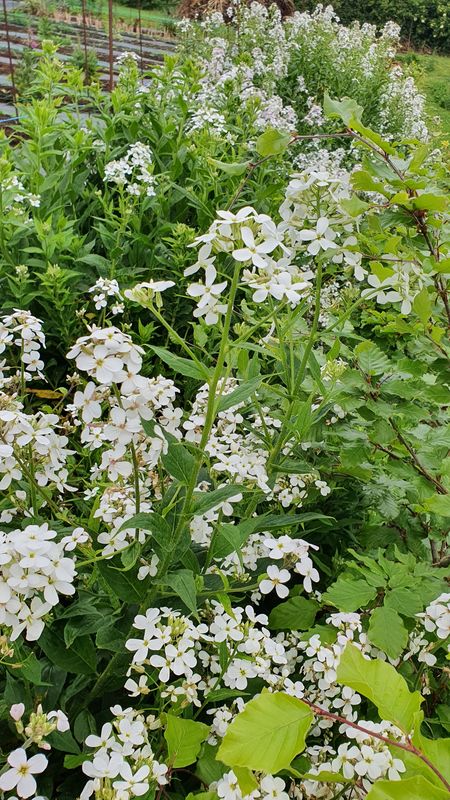 Hesperis matronalis white