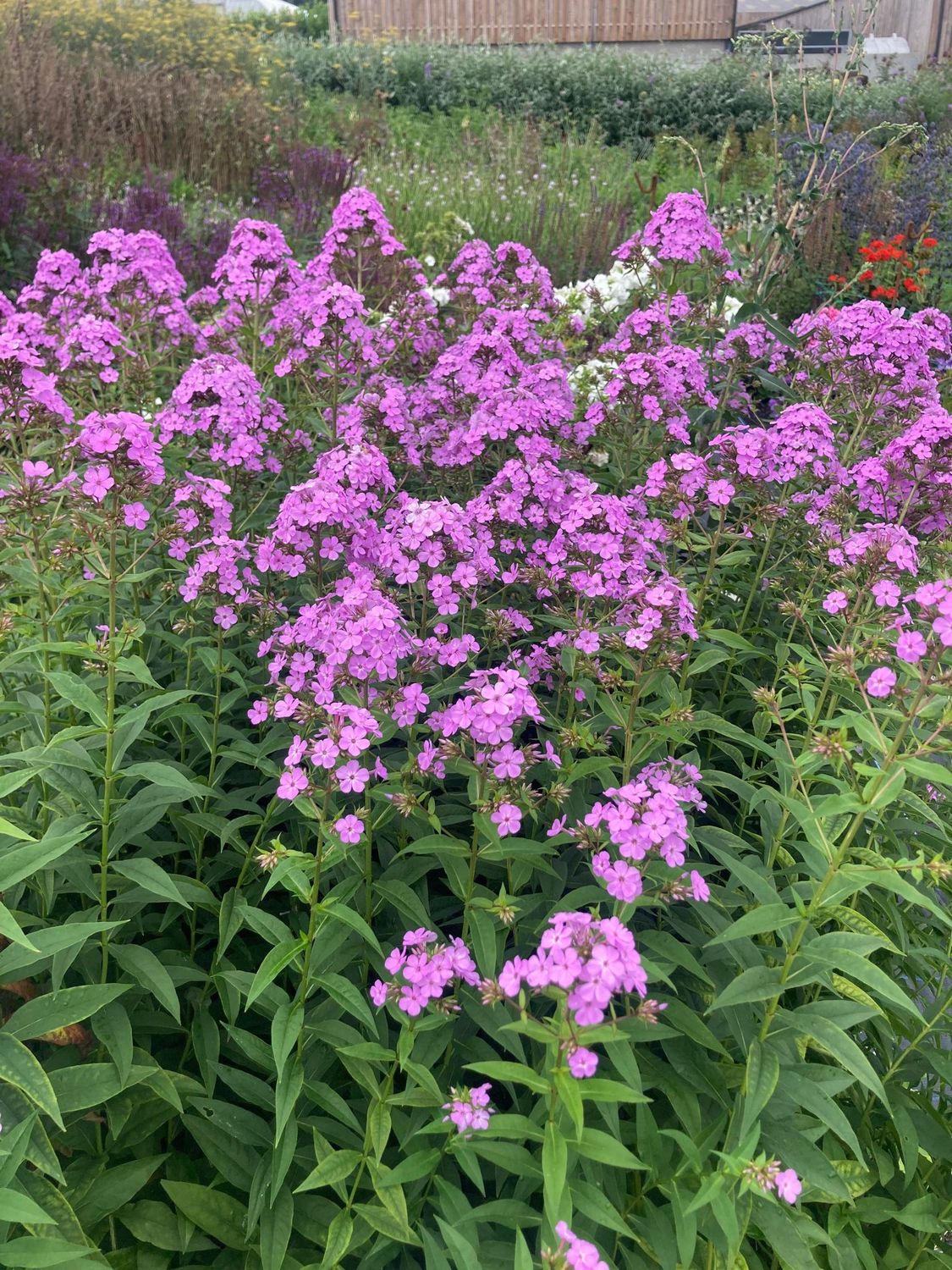 Hesperis matronalis Lilac