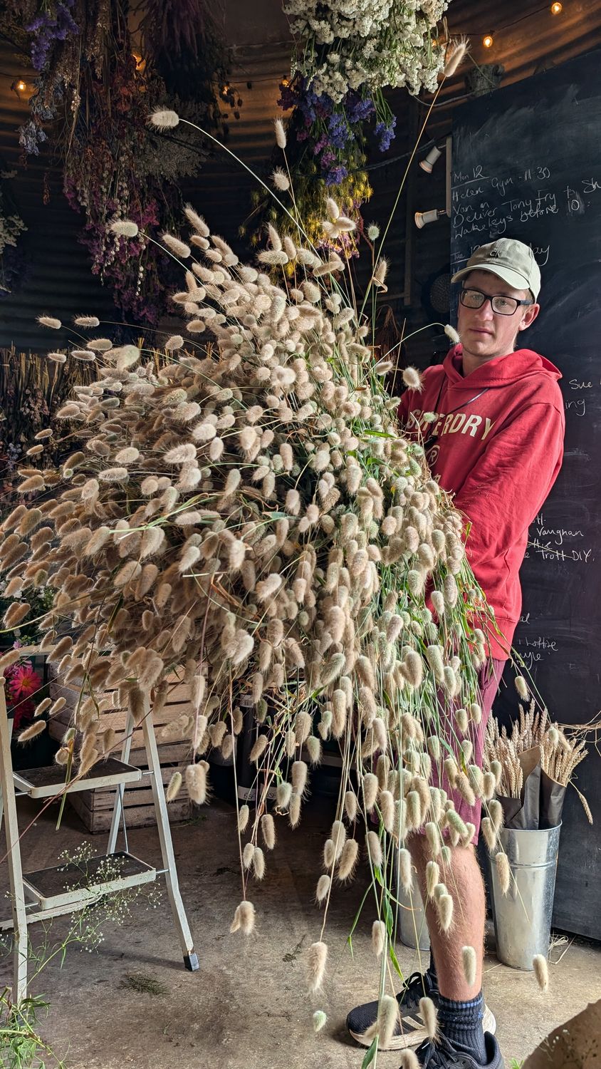 Lagurus Ovatus - Bunny Tails