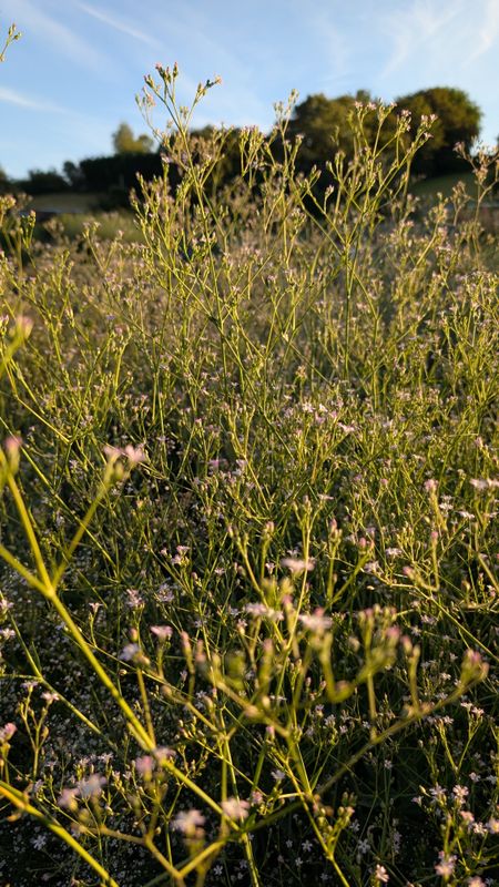 Gypsophila pacifica