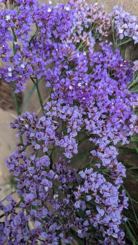 Limonium perezii