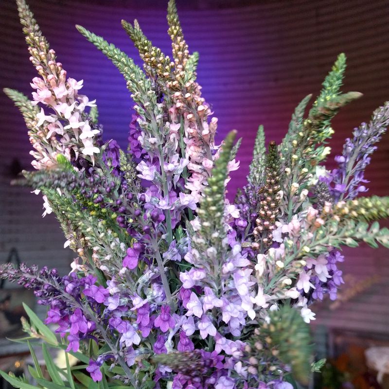 Linaria purpurea Mix