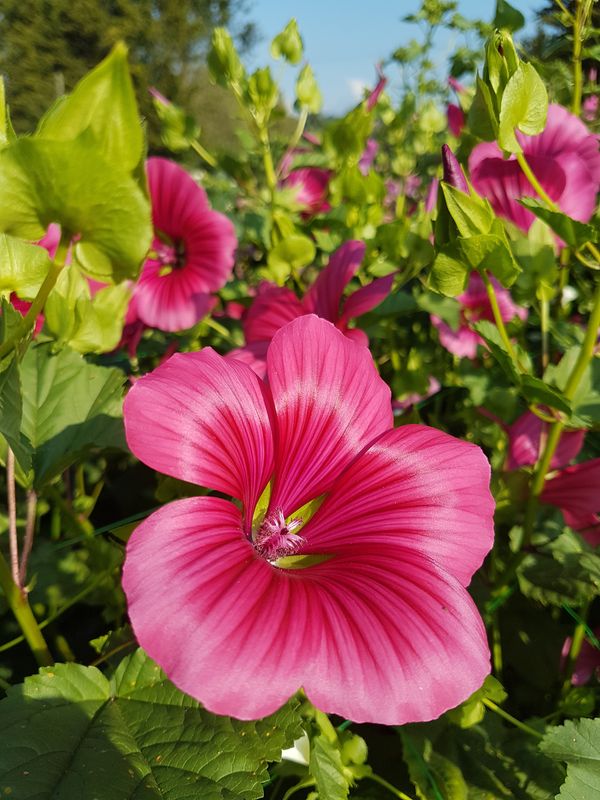 Malope trifida Vulcan