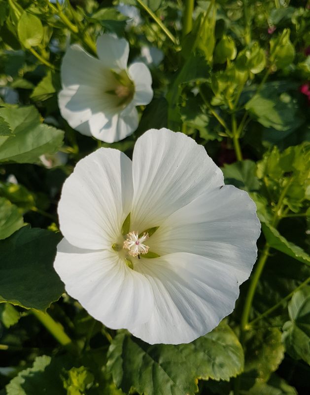 Malope trifida white