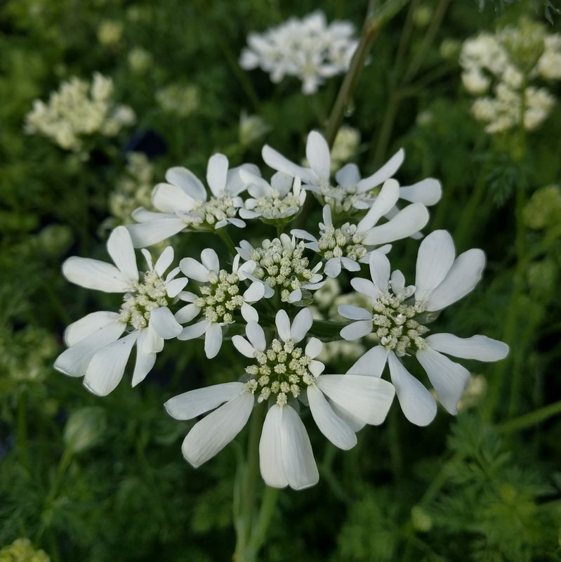 Orlaya grandiflora