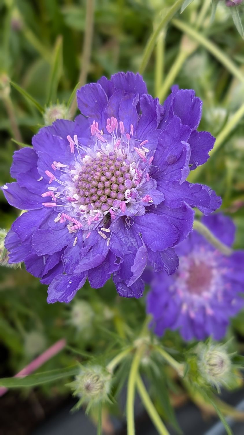 Scabious caucasica Mix