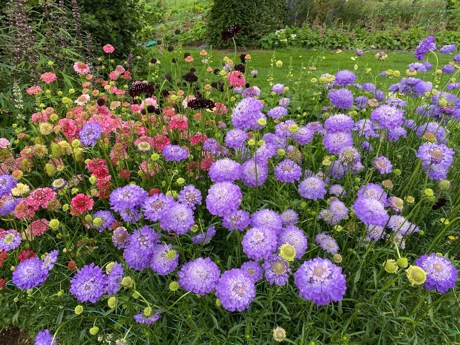 Scabious atropurpurea Mix