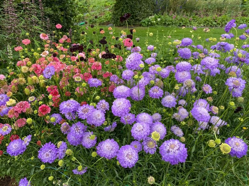 Scabious atropurpurea Mix