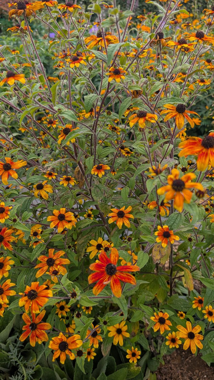 Rudbeckia triloba Prairie Glow