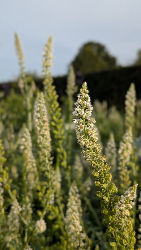Reseda alba - Mignonette