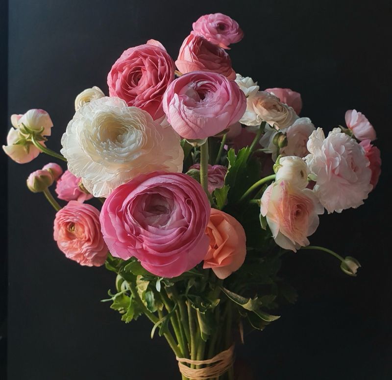 Ranunculus