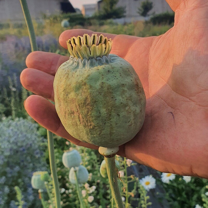 Giant Poppy