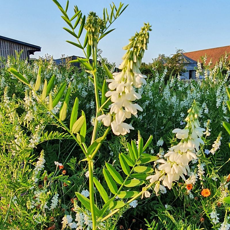 Galega officionalis Alba