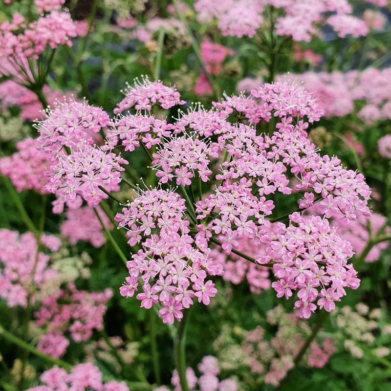 Chaerophyllum hirsutum 'Roseum'