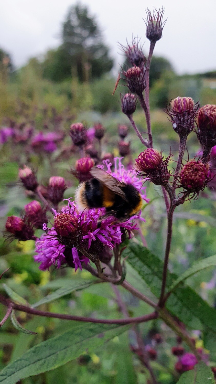 Vernonia noveboracensis