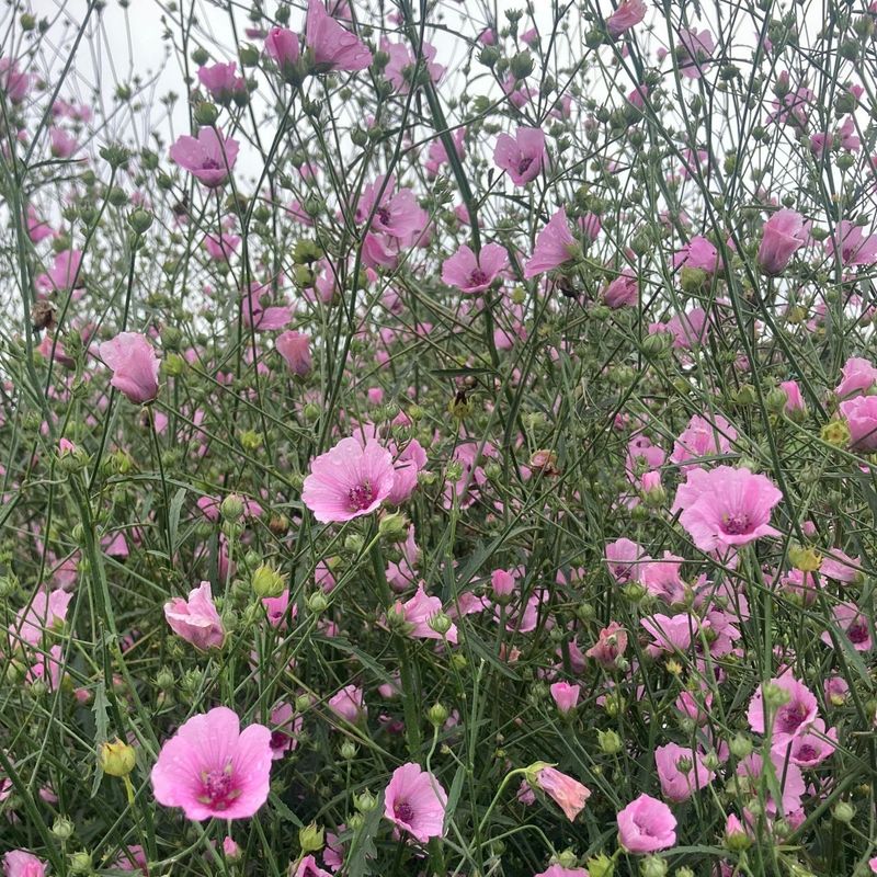 Althaea cannabina