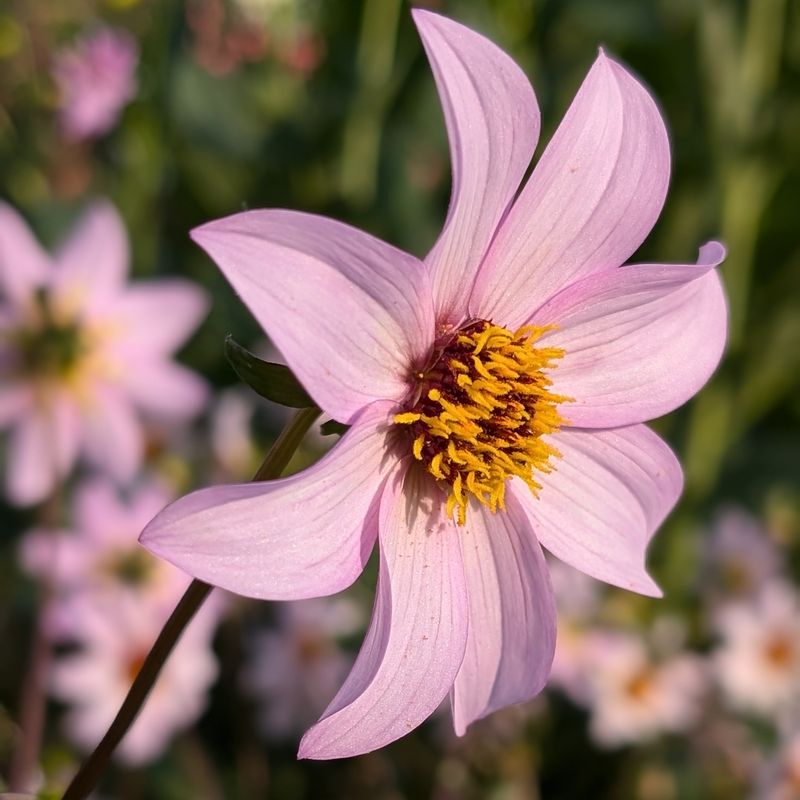 Dahlia ex. Etheral
