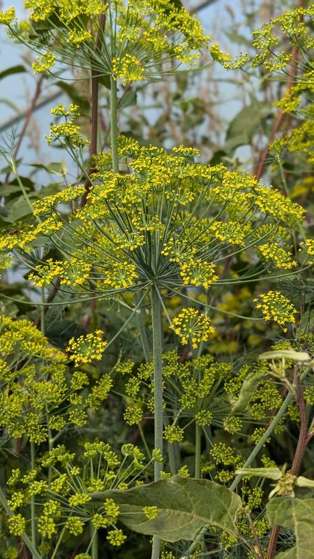 Anethum graveolens - Florist's Dill