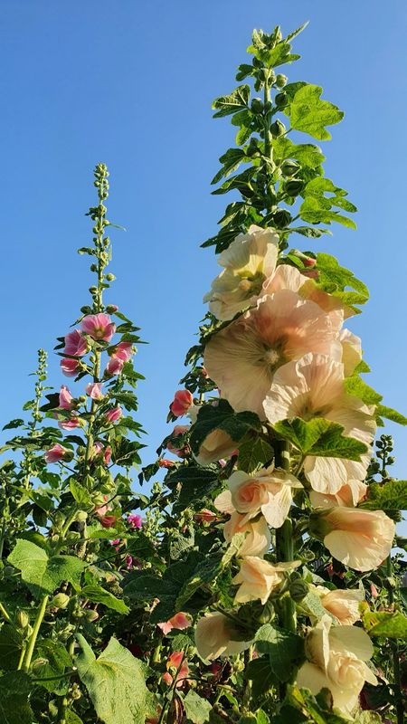 Black Shed Hollyhock Mix