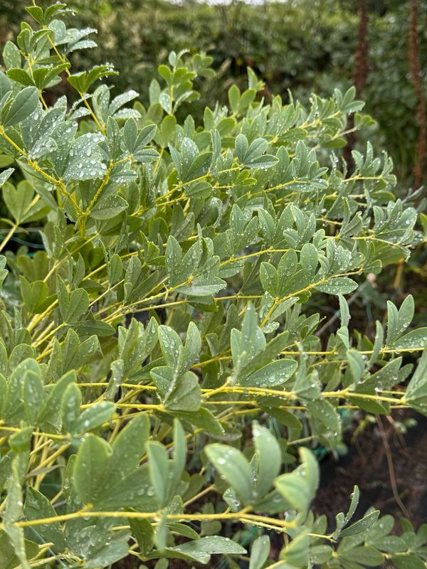 Baptisia australis