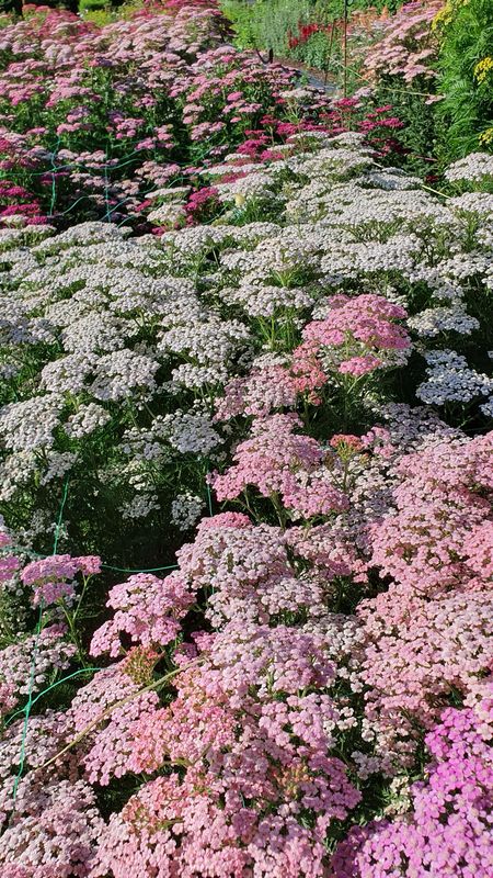 Black Shed Achillea Mix