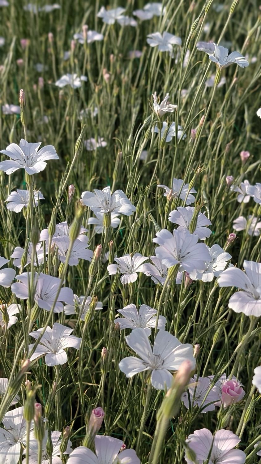 Agrostemma githago Pale Pink