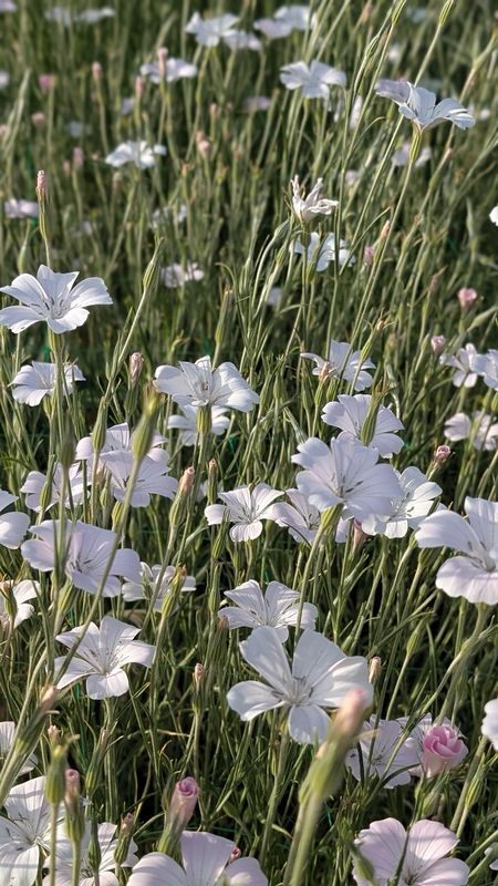 Agrostemma githago Pale Pink