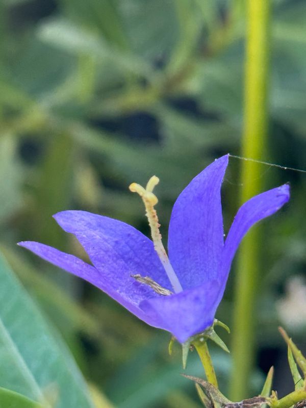 Campanula pyramidalis