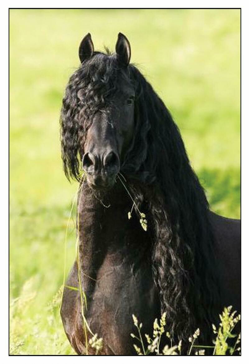 "Contentment" Friesian Horse Art Portrait Poster # CTMA