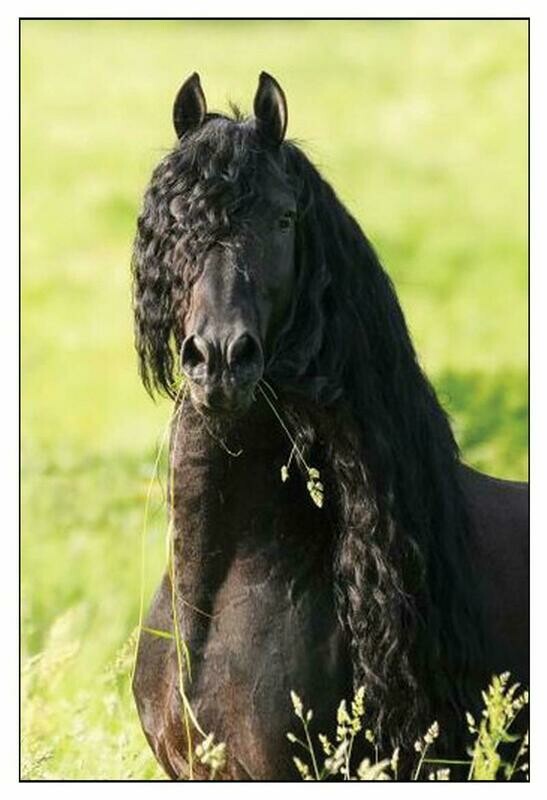 "Contentment" Friesian Horse Art Portrait Poster # CTMA