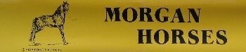 Morgan Horse Bumper Sticker 5252b