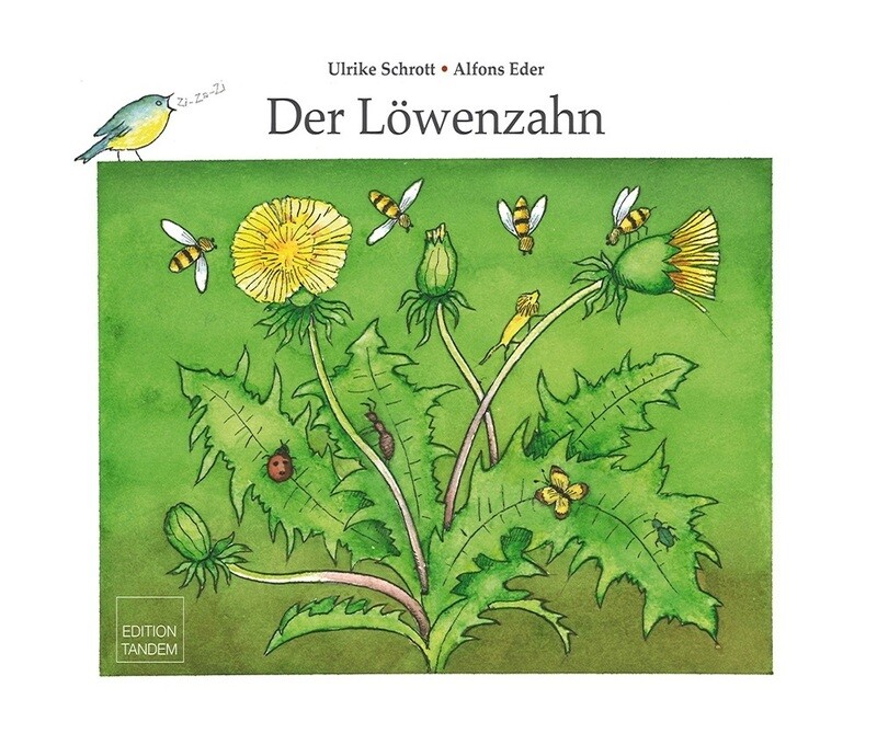 Der Löwenzahn