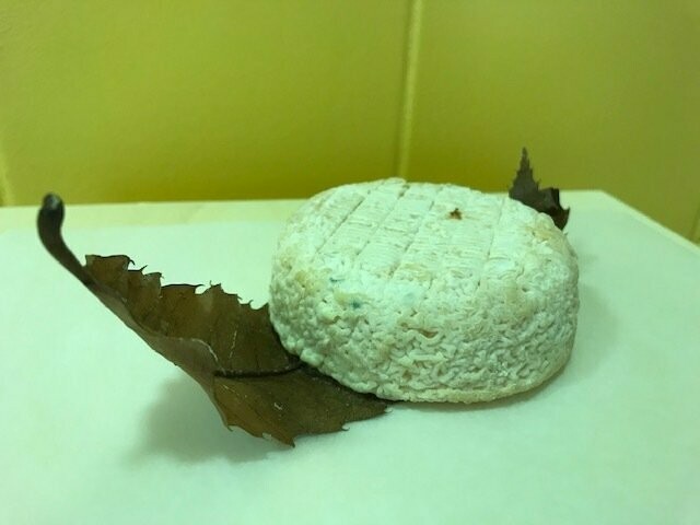 Mothais sur feuille