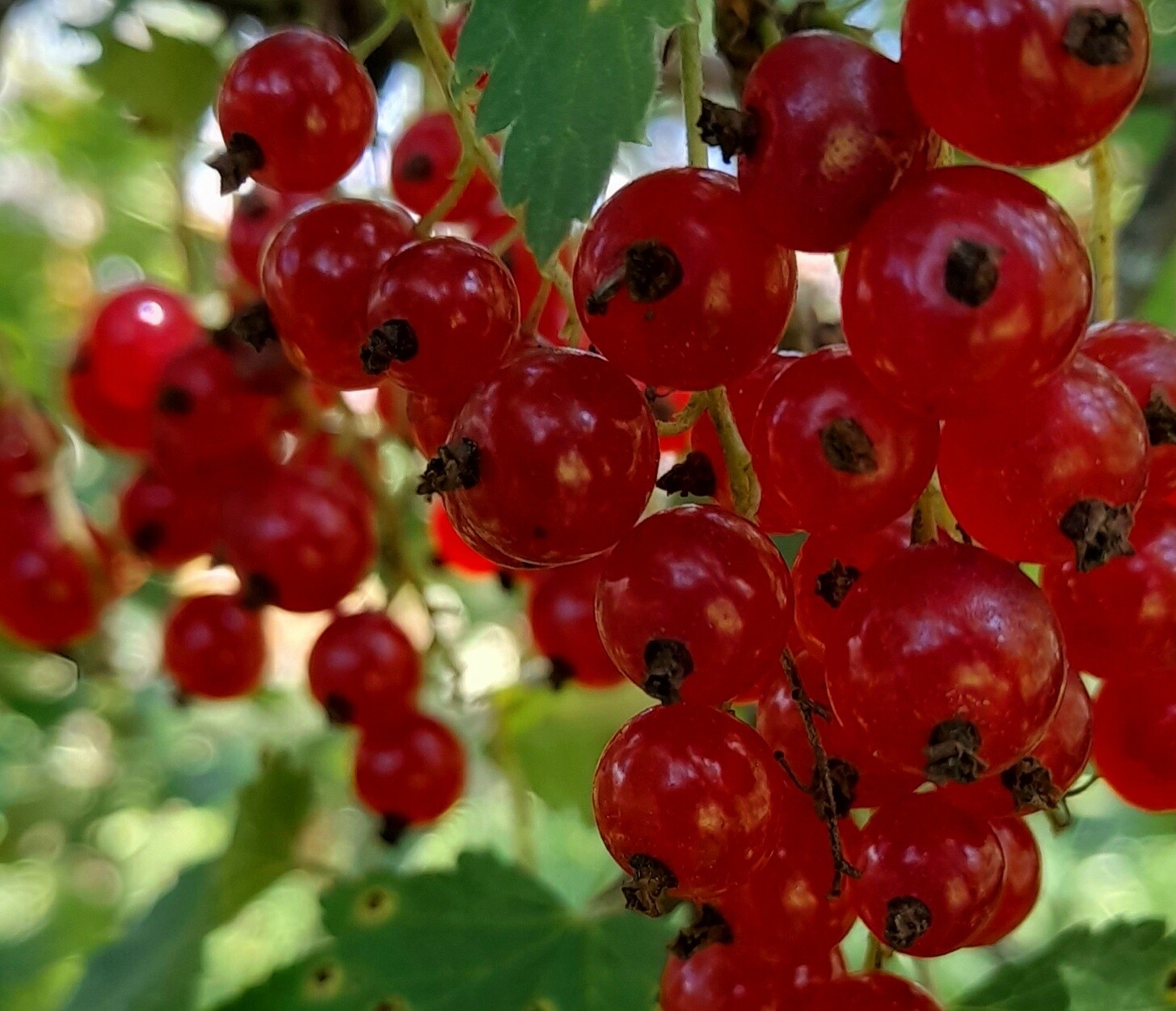 Punaviinimarja 1 l / 500 g