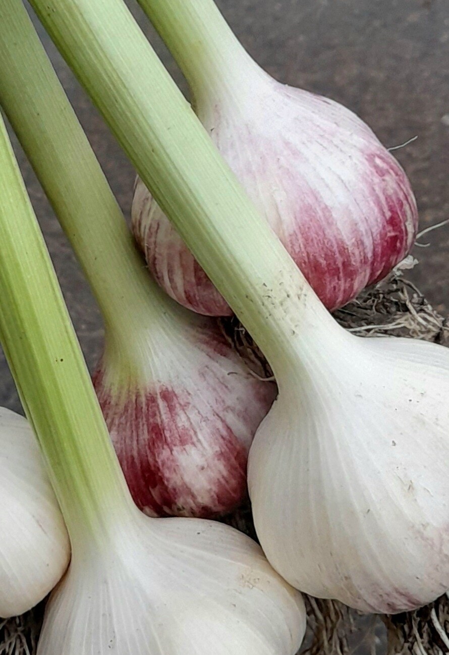 Valkosipuli 