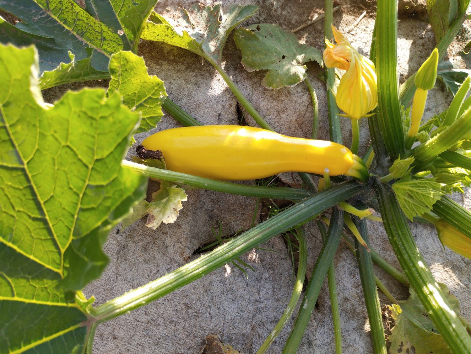 Courgette jaune