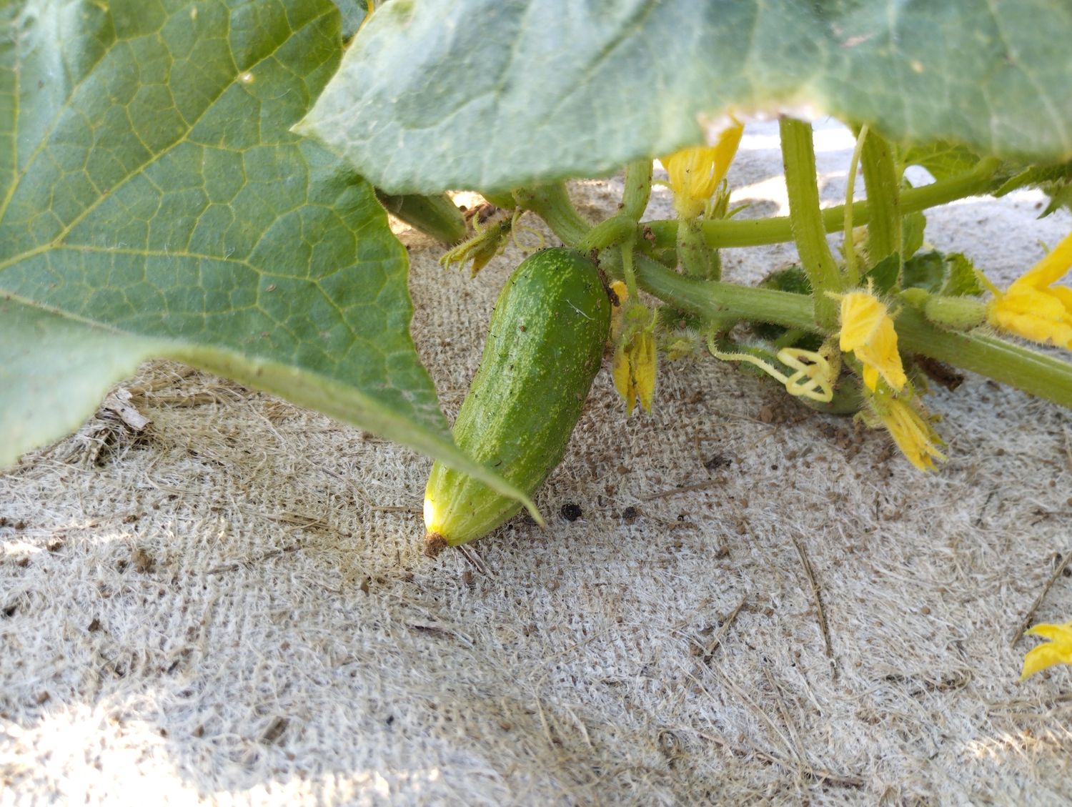 Cornichons