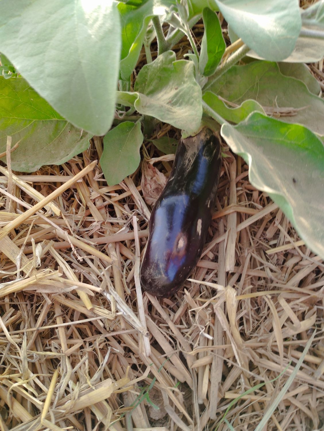 Aubergine