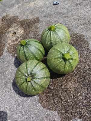 Courgette ronde