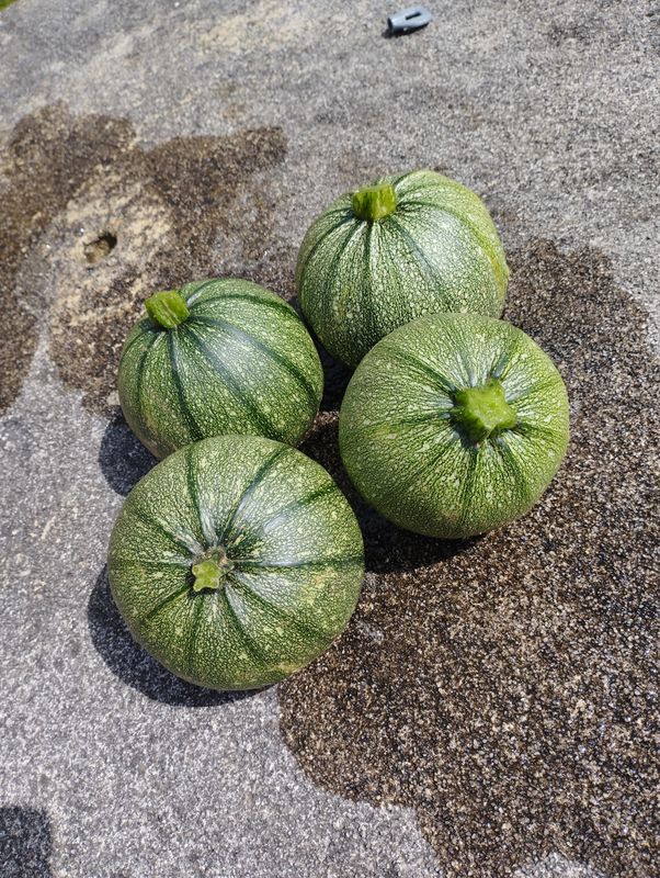 Courgette ronde