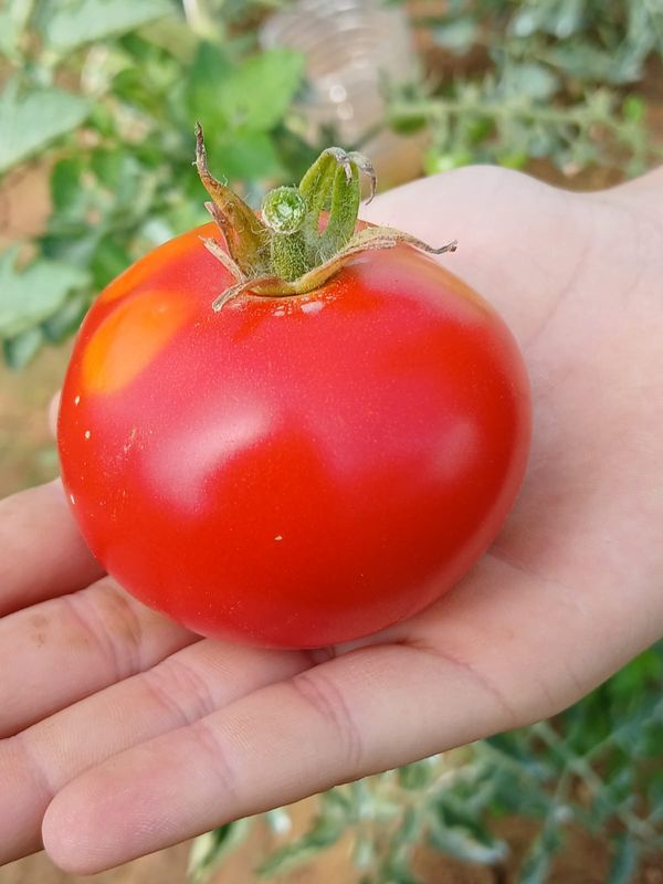Tomate ronde rouge