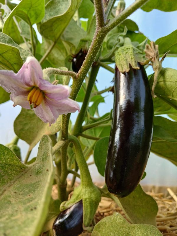 Aubergine violette