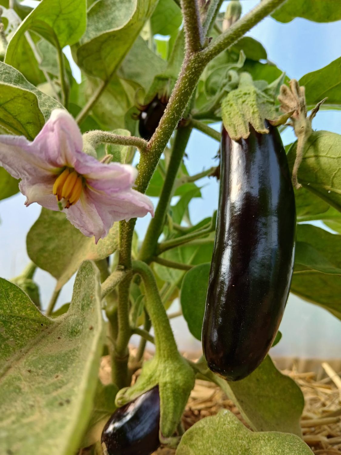 Aubergine violette