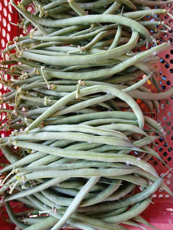Haricots verts
