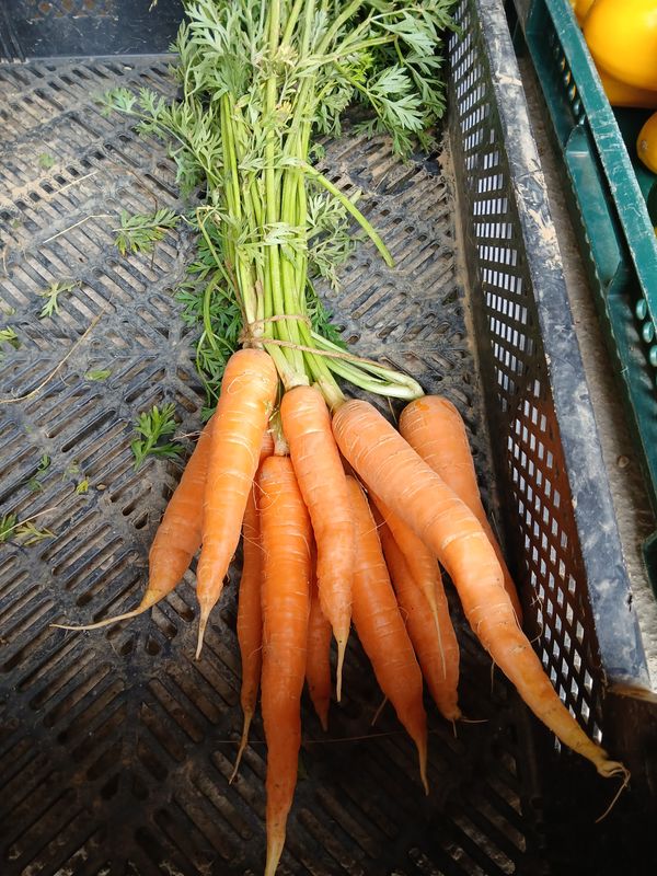 Carottes primeur