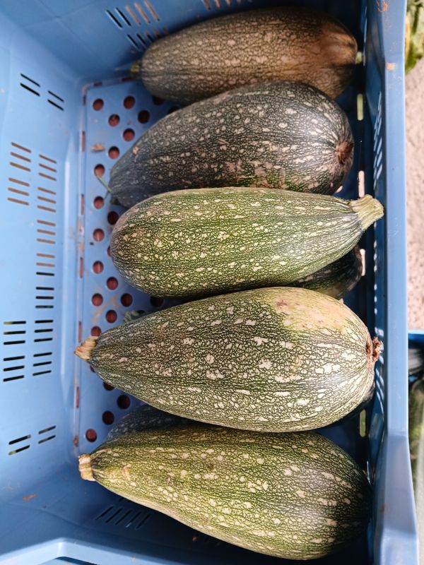 Courgette grise d&#39;Alger