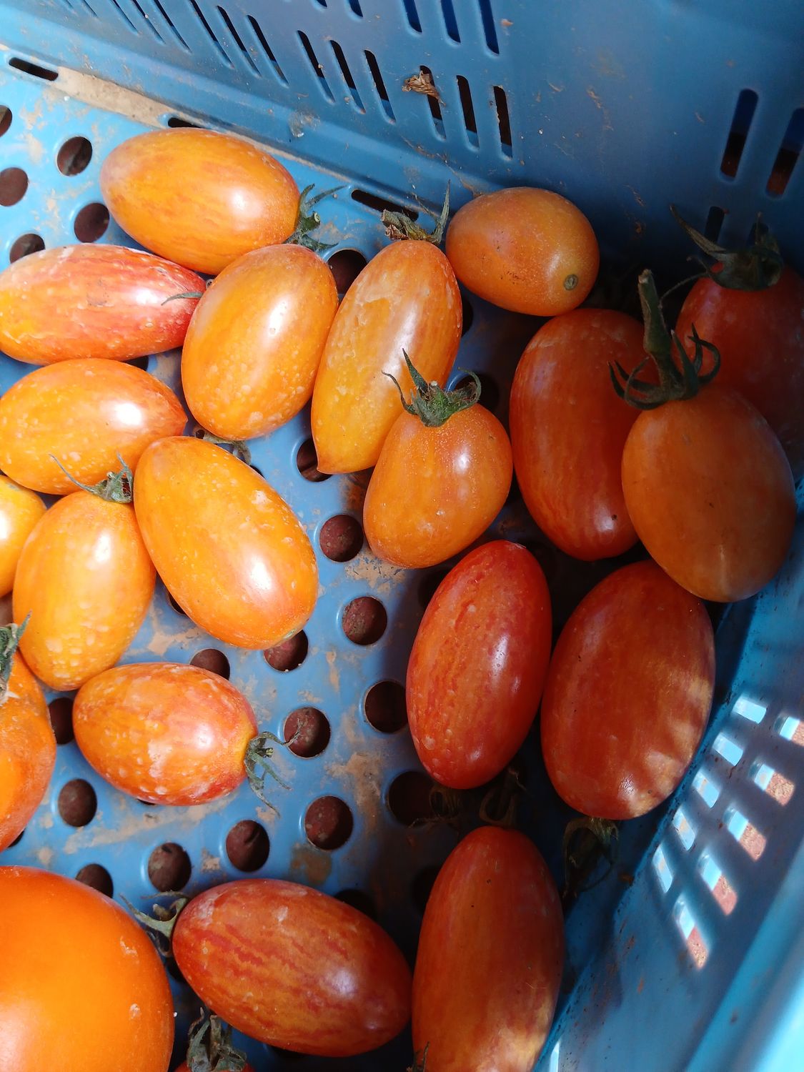 Tomate allongée