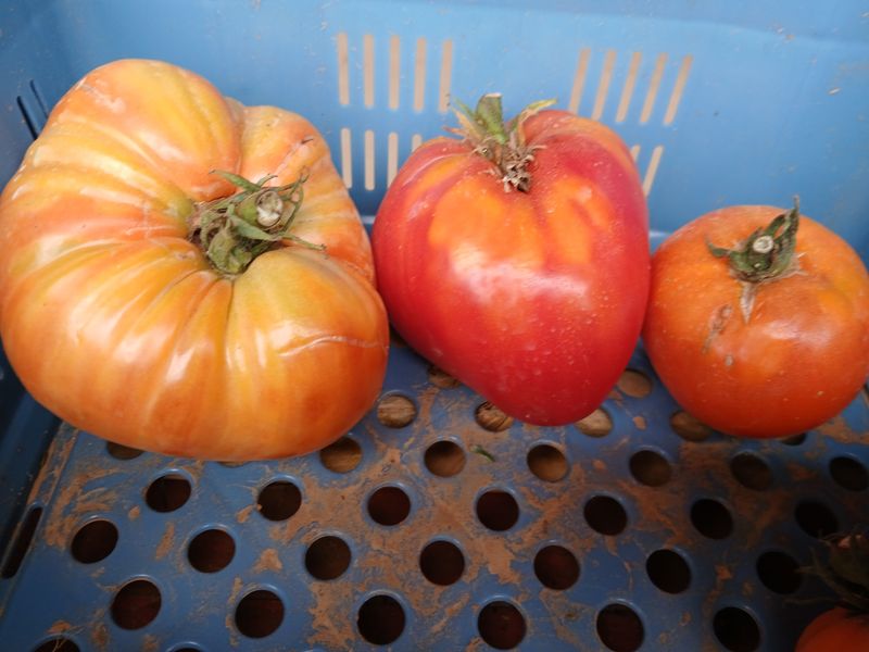Tomate Cœur de Bœuf