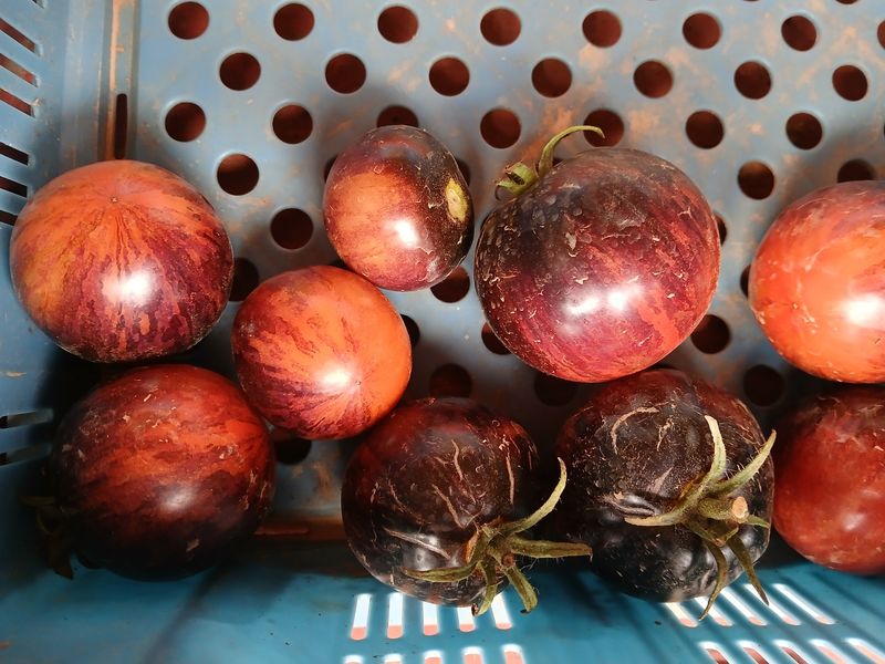 Tomate couleur